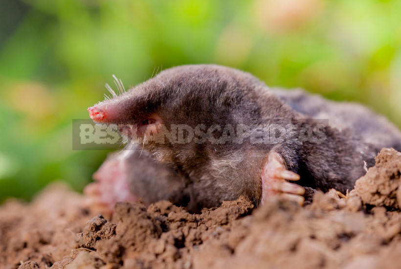 How to Get Rid of Moles: From Absurd to Really Useful Ways (Part 2)