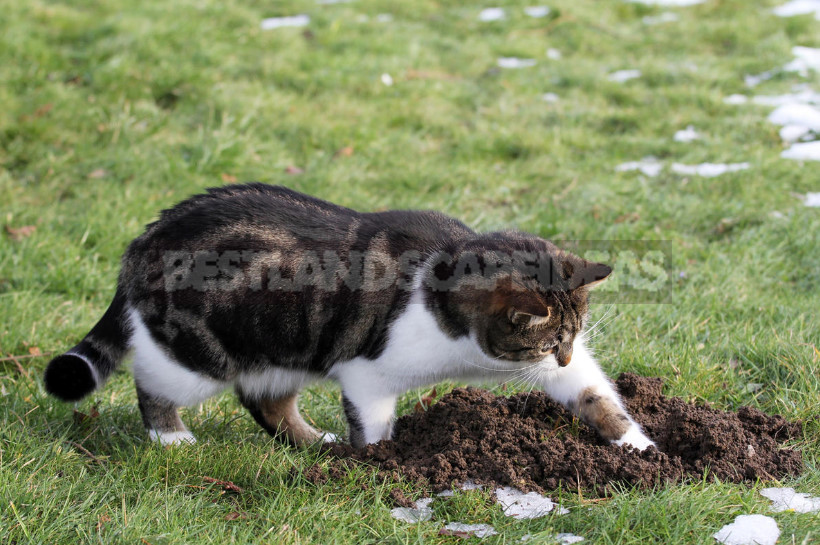 How to Get Rid of Moles: From Absurd to Really Useful Ways (Part 2)