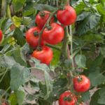 The Use of Foliage of Tomatoes in the Home Garden