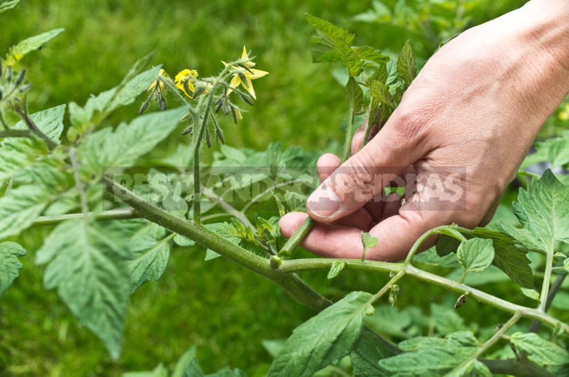 The Use of Foliage of Tomatoes in the Home Garden