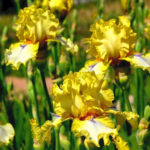 Elite Varieties of Tall Bearded Irises