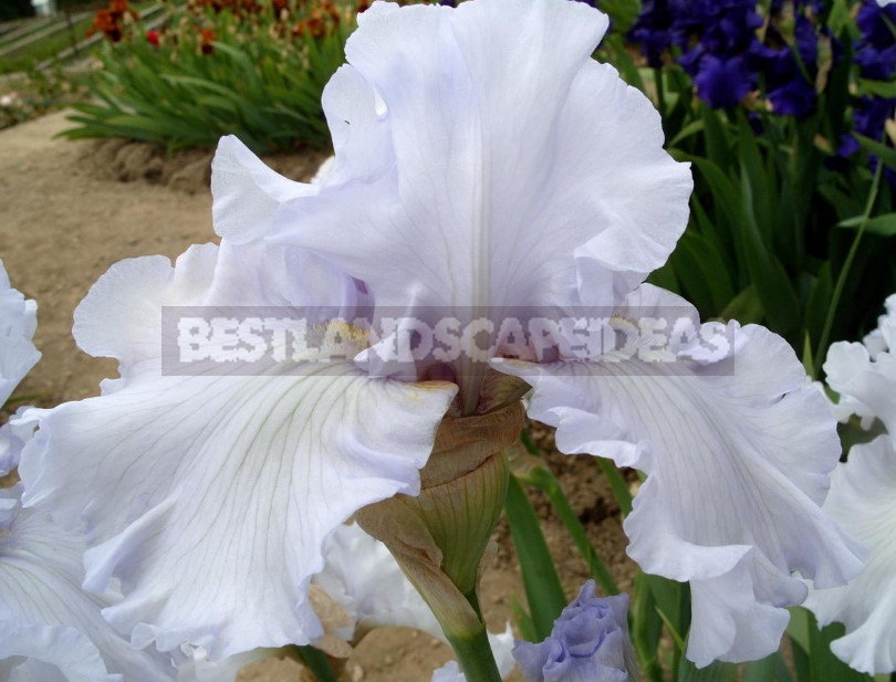 Elite Varieties of Tall Bearded Irises