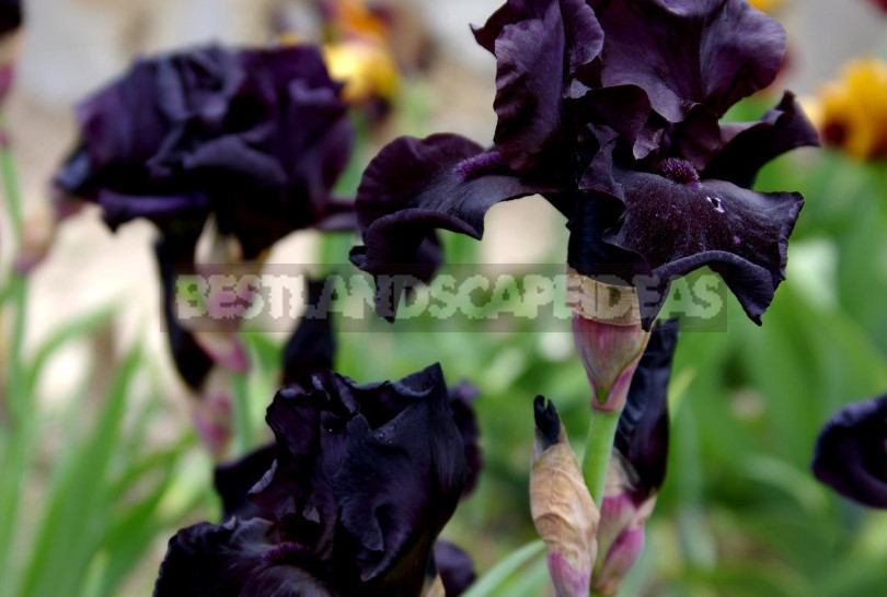 Elite Varieties of Tall Bearded Irises