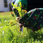 Weeds: Methods of Distribution. Weed Control. (Part 2)