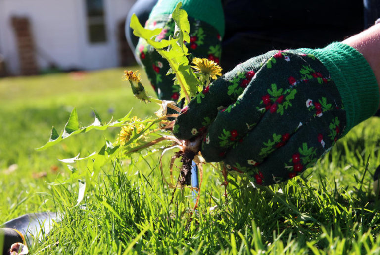 Weeds: Methods of Distribution. Weed Control. (Part 1) - Best Landscape ...