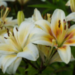 Lilies: Choose the Right Variety and Prepare for Landing (Part 1)