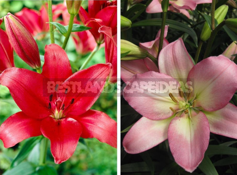 Lilies: Choose the Right Variety and Prepare for Landing (Part 2)