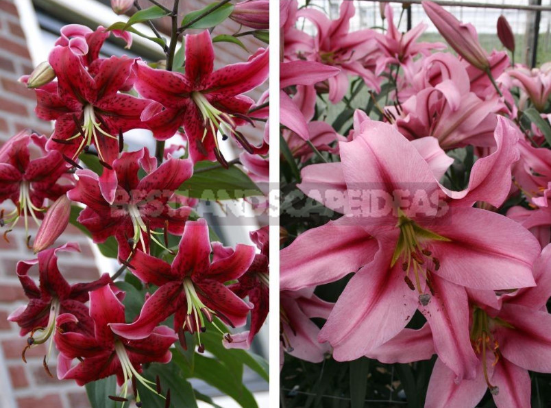 Lilies: Choose the Right Variety and Prepare for Landing (Part 2)