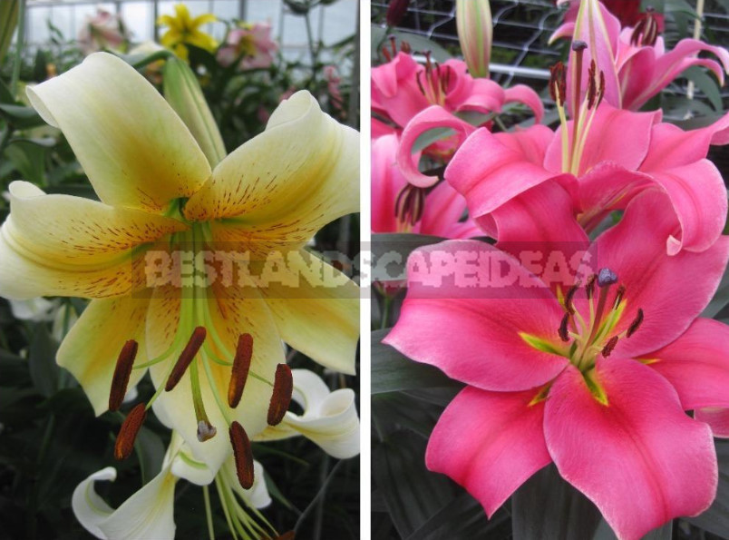 Lilies: Choose the Right Variety and Prepare for Landing (Part 2)