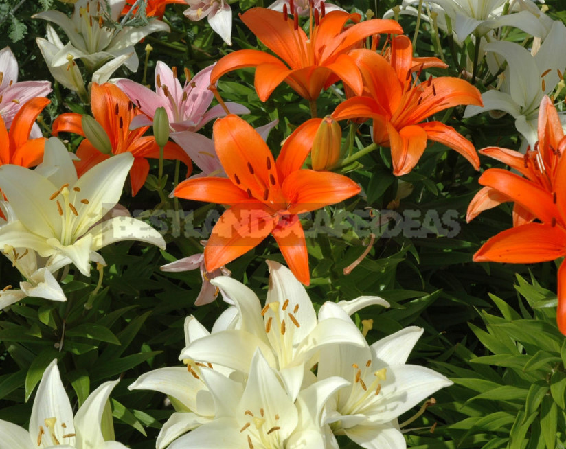 Lilies: Choose the Right Variety and Prepare for Landing (Part 1)