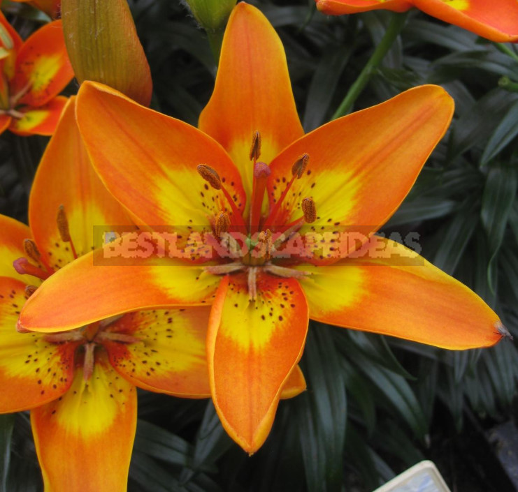 Lilies: Choose the Right Variety and Prepare for Landing (Part 2)