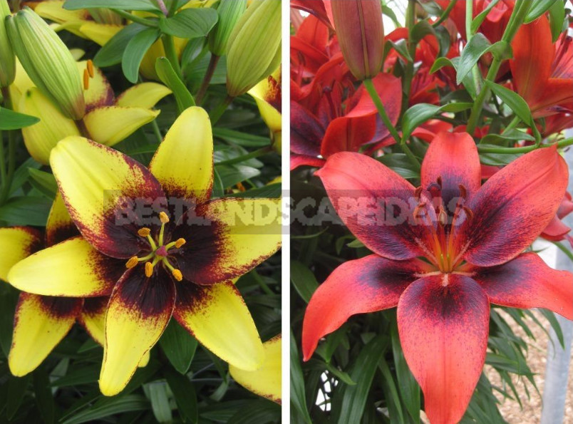 Lilies: Choose the Right Variety and Prepare for Landing (Part 2)