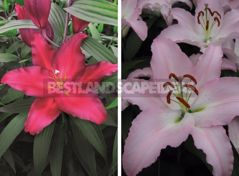 Lilies: Choose the Right Variety and Prepare for Landing (Part 2)