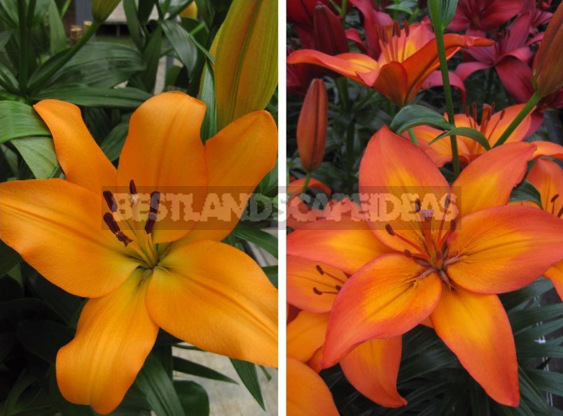 Lilies: Choose the Right Variety and Prepare for Landing (Part 2)