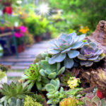 Roof Garden: Plant Selection