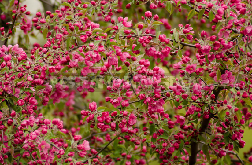 Roof Garden: Plant Selection