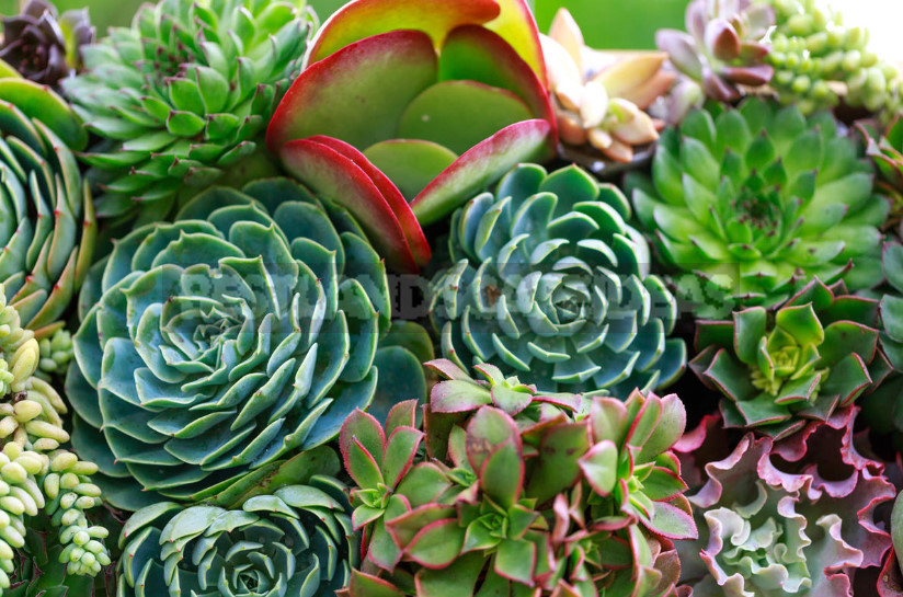 Roof Garden: Plant Selection