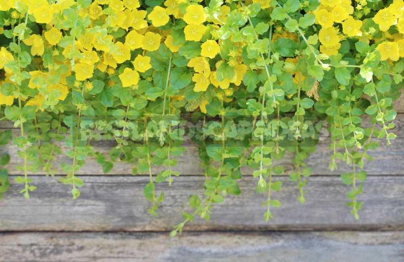 Roof Garden: Plant Selection