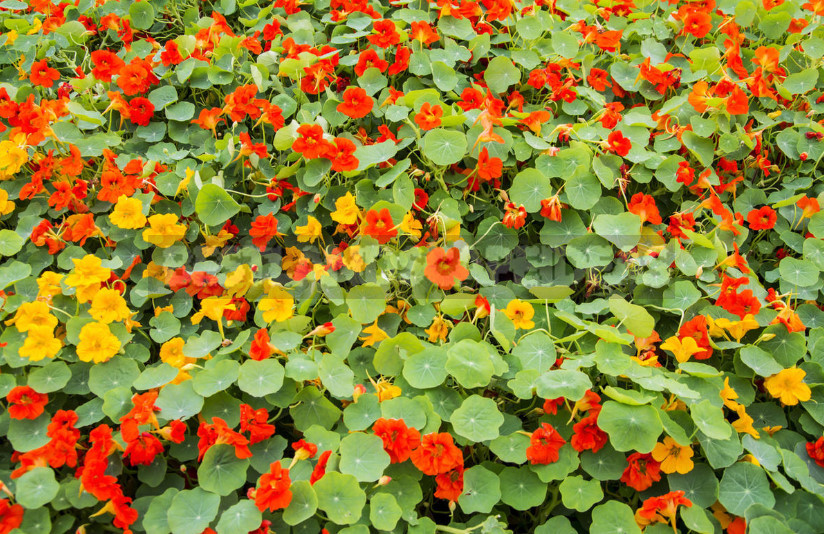 Roof Garden: Plant Selection