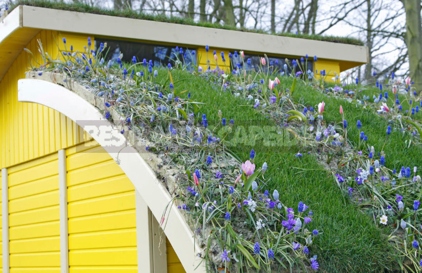 Roof Garden: Plant Selection