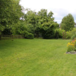 Plants for Lazy Garden