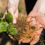 Root Growth Stimulants: What You Need to Know