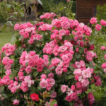Roses of Kordes: Simplicity And Reliability