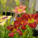 Daylilies: Cultivars of American Breeding With a Photo And Description