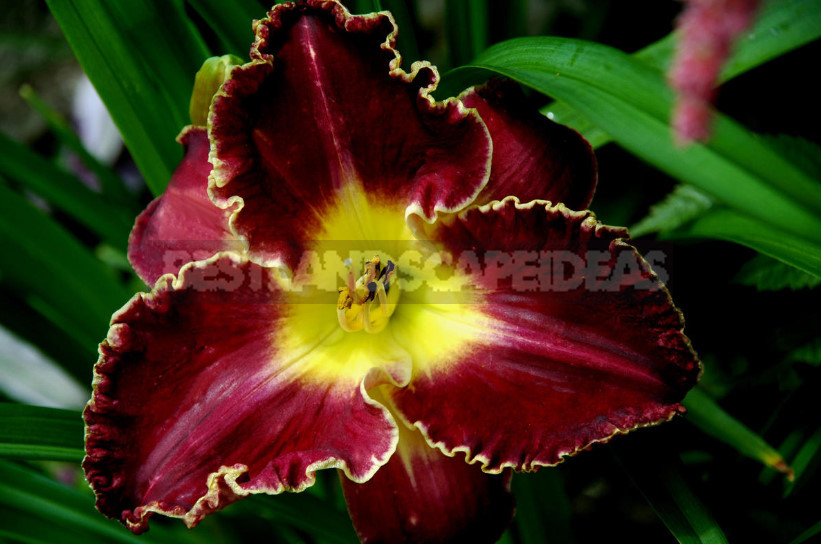 Daylilies: Cultivars of American Breeding With a Photo And Description