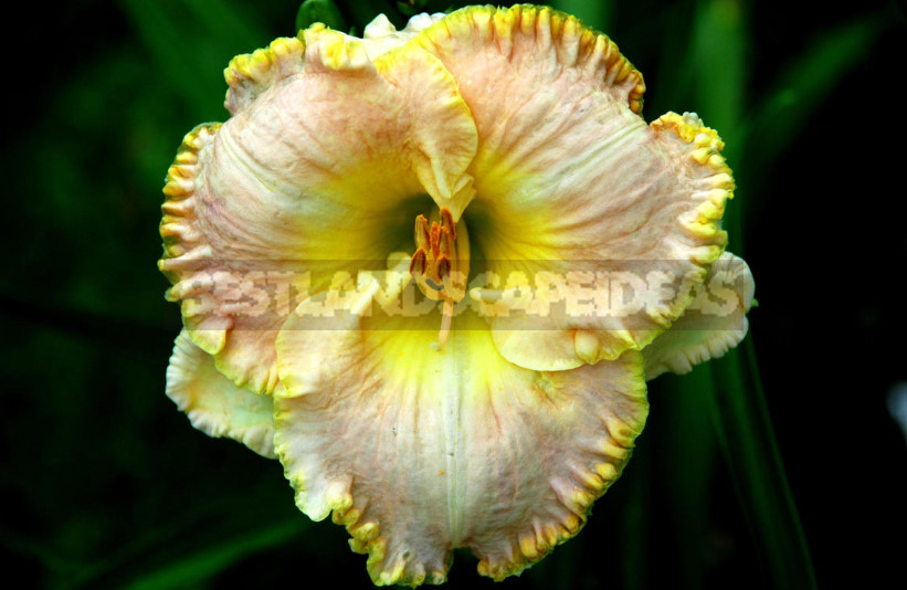Daylilies: Cultivars of American Breeding With a Photo And Description