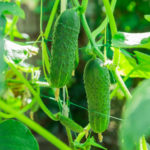 The Easiest Way to Increase the Yield of Cucumbers – Remove Side Shoots