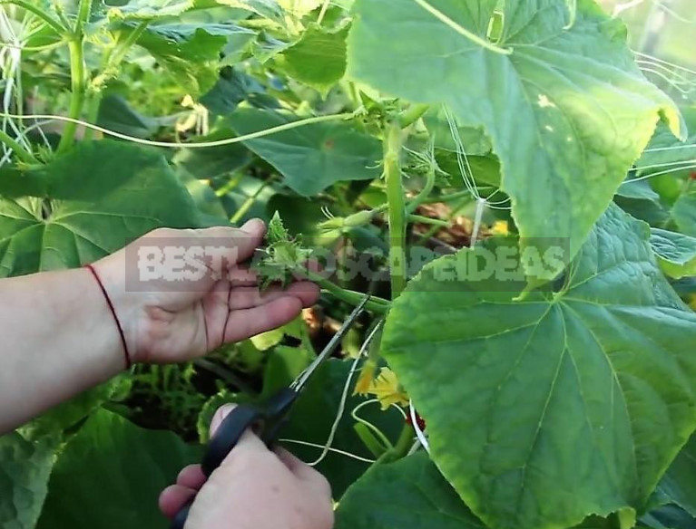 The Easiest Way to Increase the Yield of Cucumbers - Remove Side Shoots