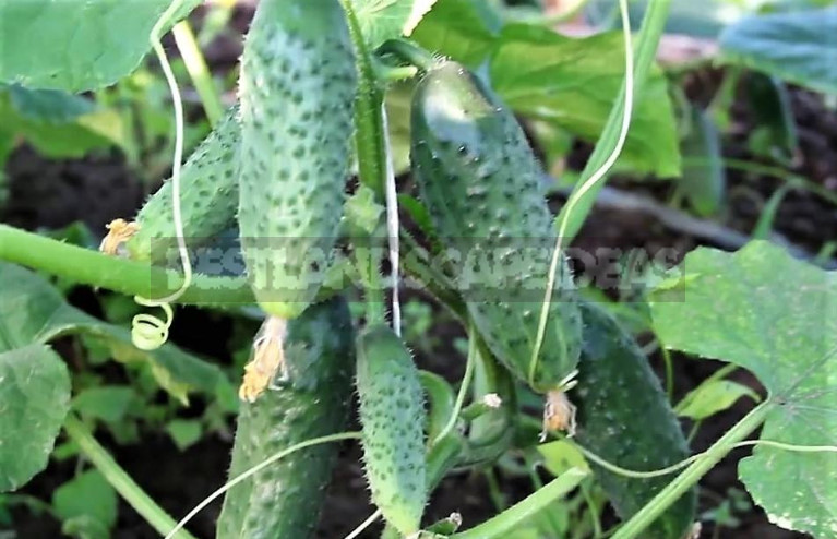 The Easiest Way to Increase the Yield of Cucumbers - Remove Side Shoots
