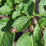Colorado Potato Beetle: History, Control and Prevention