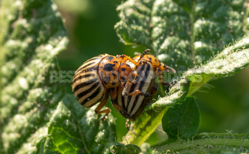 Colorado Potato Beetle: History, Control and Prevention