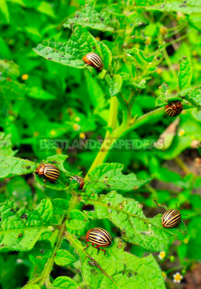 Colorado Potato Beetle: History, Control and Prevention