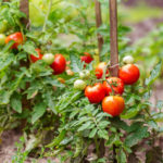 The Intricacies of Determinate Tomatoes in Open Ground