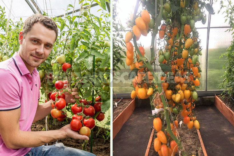 The Intricacies of Determinate Tomatoes in Open Ground