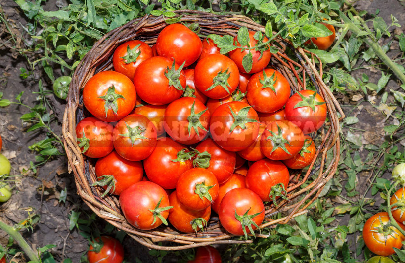 The Intricacies of Determinate Tomatoes in Open Ground