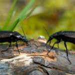 The Medics in the Garden: How Not to Confuse Beneficial Insects With Pests