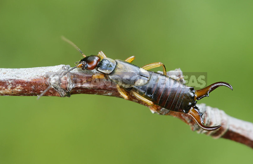 The Medics in the Garden: How Not to Confuse Beneficial Insects With Pests