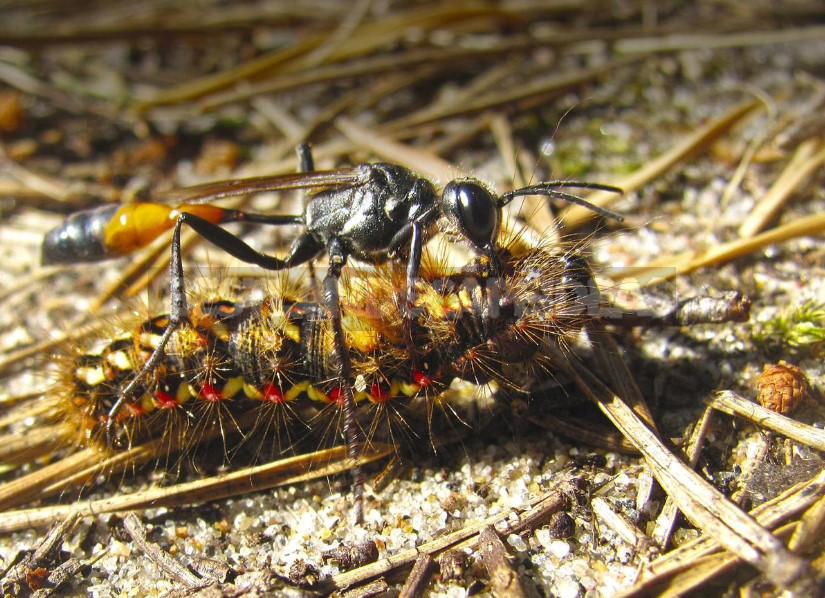 The Medics in the Garden: How Not to Confuse Beneficial Insects With Pests