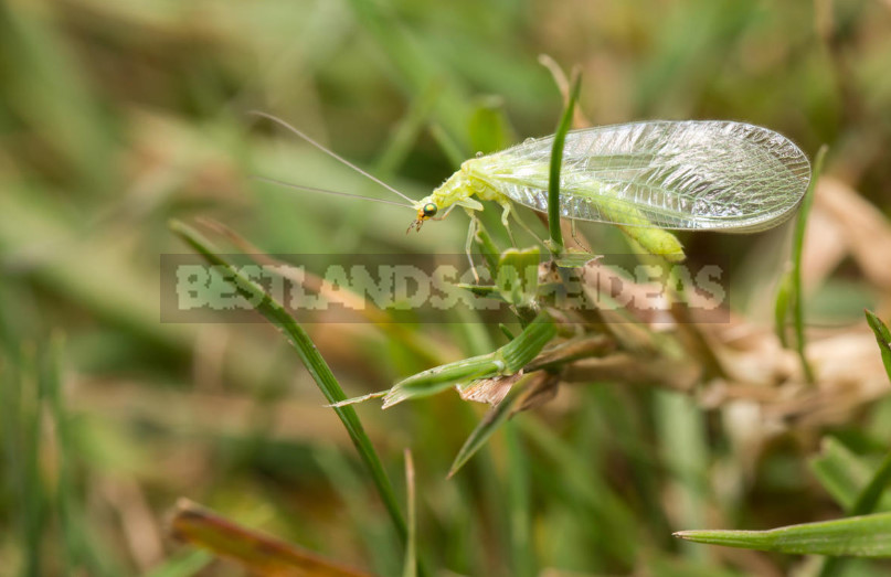 The Medics in the Garden: How Not to Confuse Beneficial Insects With Pests