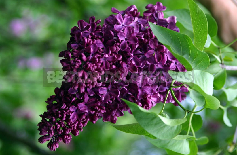 What is the Most Beautiful Lilac?