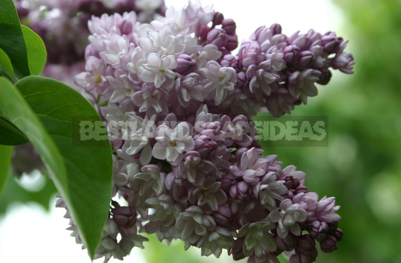 What is the Most Beautiful Lilac?