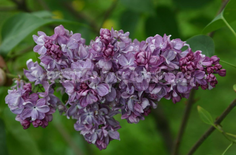 What is the Most Beautiful Lilac?