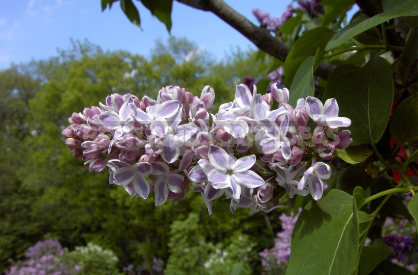 What is the Most Beautiful Lilac?