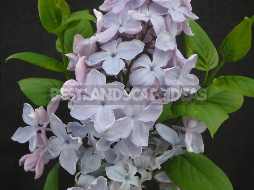 What is the Most Beautiful Lilac?