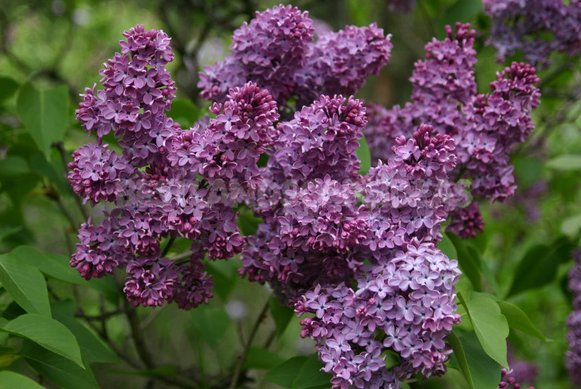 What is the Most Beautiful Lilac?