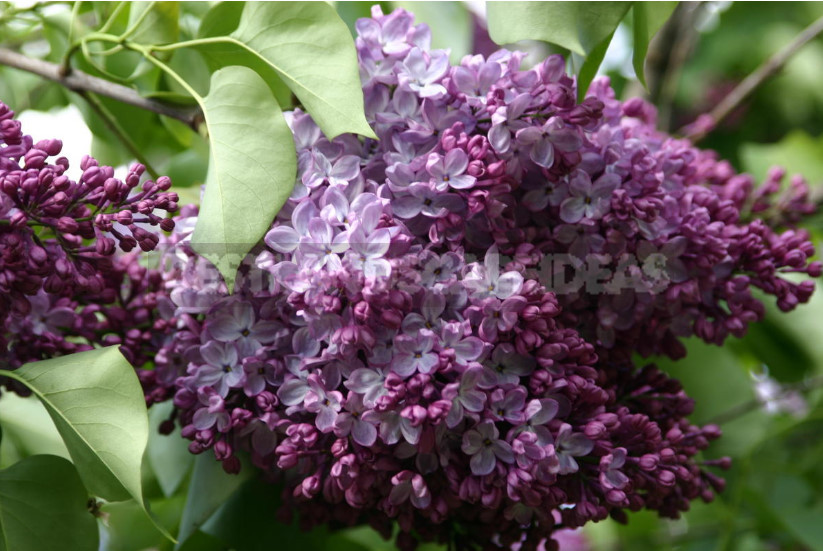 What is the Most Beautiful Lilac?